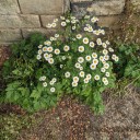 invitedbonfire avatar