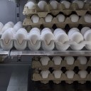 inzaltsiknyam avatar