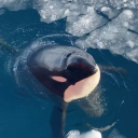 ionlyreblogorcas avatar