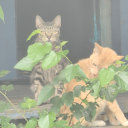 iotnonii-dormant avatar