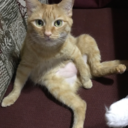 ipokethebeans avatar