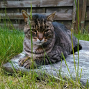 ira-and-ephelis avatar