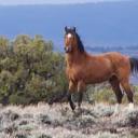 ireblogwithhorse avatar