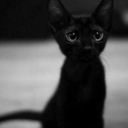 irelandwhiskeyandroses avatar