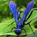 iridescent-mud-dauber avatar