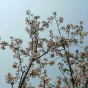 iridescentirises avatar