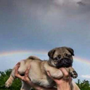 iridescentlilstar avatar