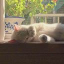 iridescentshine avatar