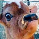 iridioyodosodio avatar