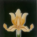 iris-collects-history avatar