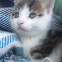 iris-is-dead0 avatar