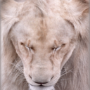 iriserende-blog avatar