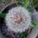 irishberryseagull avatar