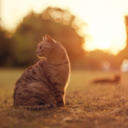 irishgriffin12 avatar