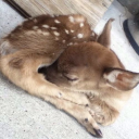 irlangelsdiary avatar