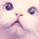 irlharleyquinn avatar