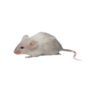 irlmouse avatar