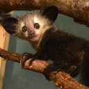 ironbargecomic avatar