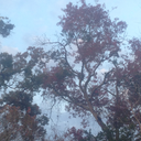 ironicinsight avatar