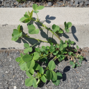 ironicunicorn avatar