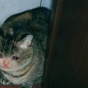 ironpeachdragon avatar