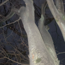 ironshepherdpartypurse avatar