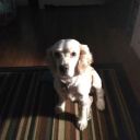 irontimetravelflower avatar