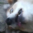 irrationalmuffins avatar