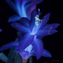 irregularitys-heartbeat avatar