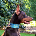 irreverent-dobermans avatar