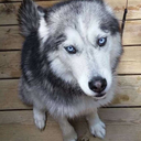 irrevocablygay avatar