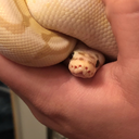 irwintheballpython avatar