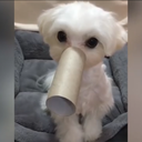 irzali-imagines avatar