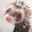 is-the-ferret-dino-video-cute avatar