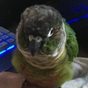 is-the-parrot-vid-cute avatar