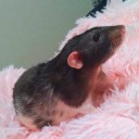 is-the-rat-video-cute avatar