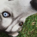 is-there-a-doctor-in-the-house avatar