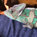 is-vv-meme-trash avatar