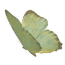 isabelconklin avatar