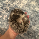 isakmytinyson avatar