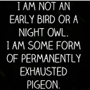 iscrpen-gulab avatar