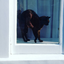 iseecatpeople avatar