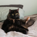 isitaliveordead avatar