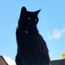 isneezepixiedust avatar