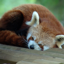 isomehowdoknowwhattodowithmylife avatar