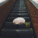 isopodonanescalator avatar