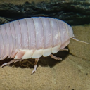 isopods-daily avatar
