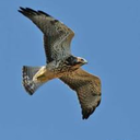 isoufalzifgihf avatar