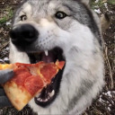 isthedogawolfdog avatar