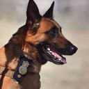 isupportpolicedogsusa avatar